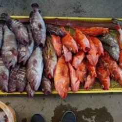 Sea Frend 片山丸 釣果