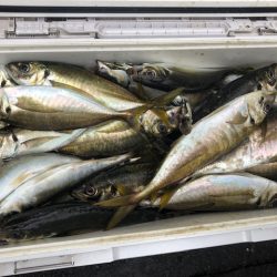 深川 吉野屋 釣果