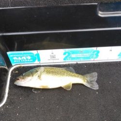 色々なルアーを投げるだけで楽しい！と言う事を思い出させてくれる、トライザ【メガバス（Megabass）トライザ　インプレッション】