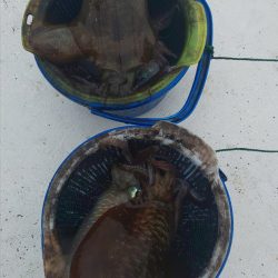 金剛丸 釣果
