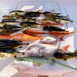 フィシングボートAir(エアー) 釣果