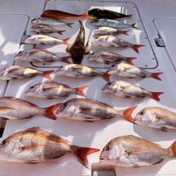 フィシングボートAir(エアー) 釣果