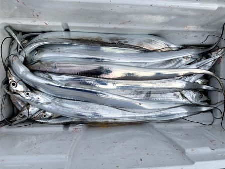 海人丸(うみんちゅまる) 釣果