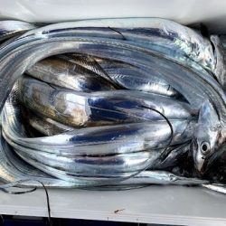 海人丸(うみんちゅまる) 釣果