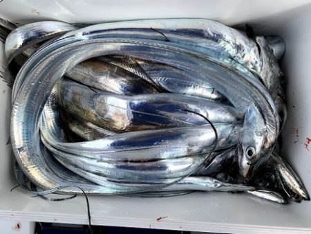 海人丸(うみんちゅまる) 釣果