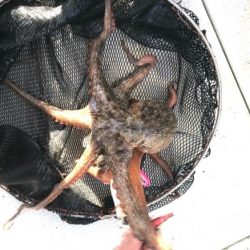 釣り船角田 釣果