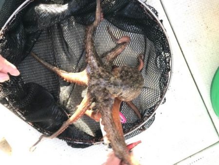 釣り船角田 釣果