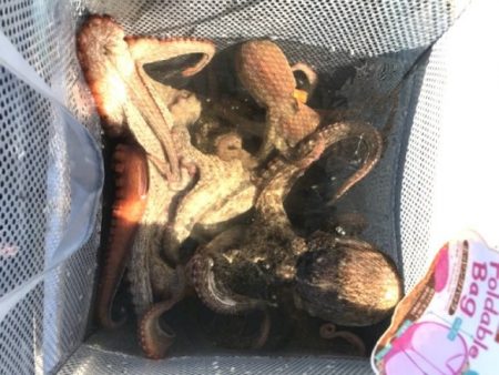 釣り船角田 釣果