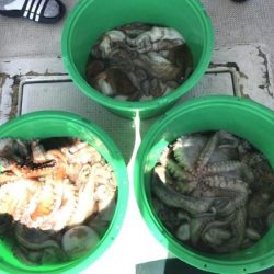 釣り船角田 釣果