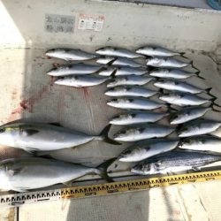 釣り船角田 釣果