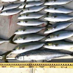 釣り船角田 釣果