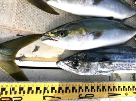 釣り船角田 釣果