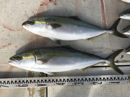 釣り船角田 釣果