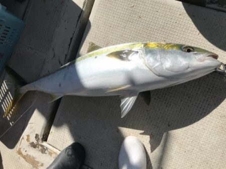 釣り船角田 釣果