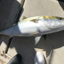 釣り船角田 釣果