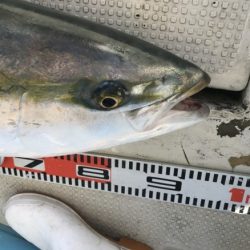 釣り船角田 釣果