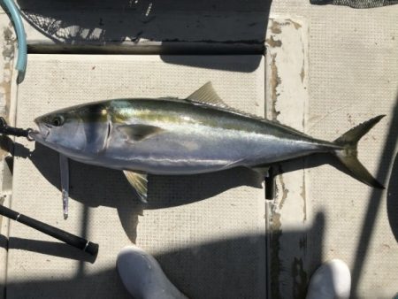 釣り船角田 釣果