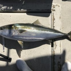 釣り船角田 釣果