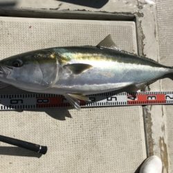 釣り船角田 釣果