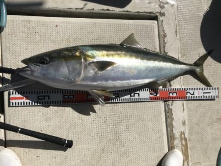 釣り船角田 釣果