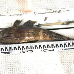 釣り船角田 釣果