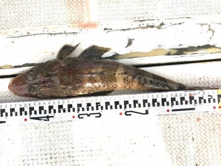 釣り船角田 釣果