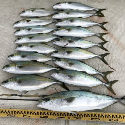 釣り船角田 釣果