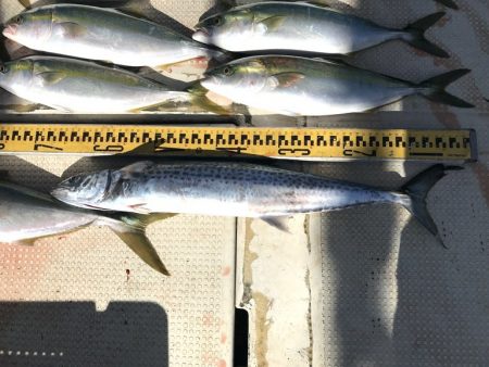 釣り船角田 釣果