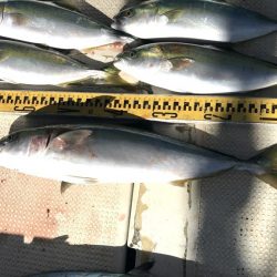 釣り船角田 釣果