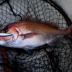 オーシャンズ　京都 釣果