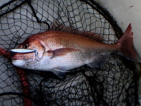 オーシャンズ　京都 釣果