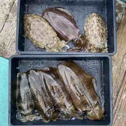 三吉丸 釣果