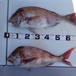 Aquanaut(アクアノート) 釣果