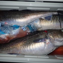 Aquanaut(アクアノート) 釣果