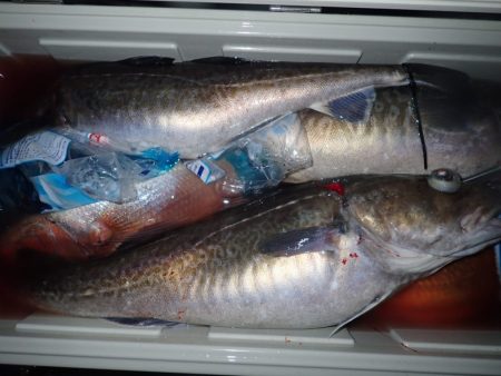 Aquanaut(アクアノート) 釣果