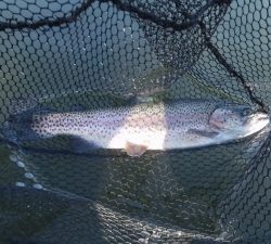 朝霞ガーデン 釣果