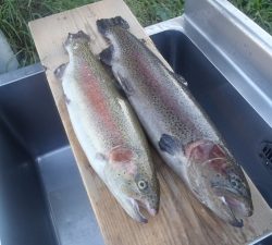 朝霞ガーデン 釣果