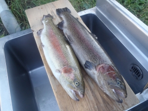 朝霞ガーデン 釣果