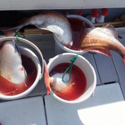 Aquanaut(アクアノート) 釣果