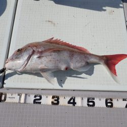 Aquanaut(アクアノート) 釣果