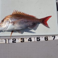 Aquanaut(アクアノート) 釣果