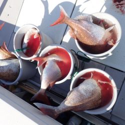 Aquanaut(アクアノート) 釣果