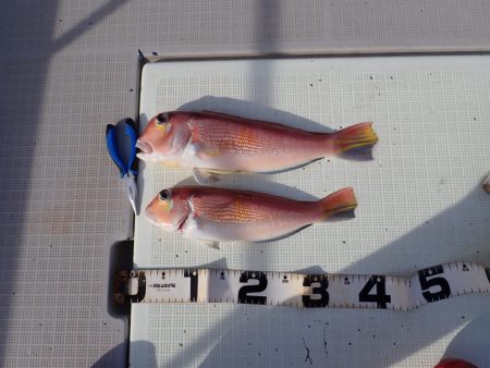 Aquanaut(アクアノート) 釣果