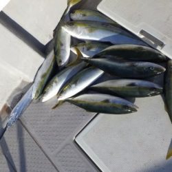 えすぽあ 釣果
