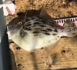 さぶろう丸 釣果