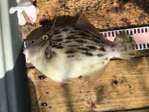 さぶろう丸 釣果