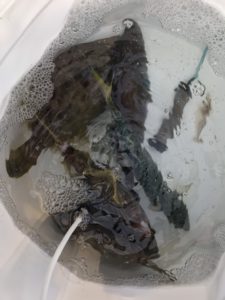 さぶろう丸 釣果