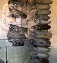 さぶろう丸 釣果