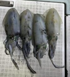 さぶろう丸 釣果
