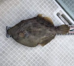 さぶろう丸 釣果